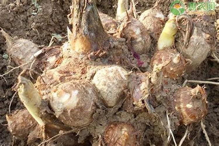 芋头最忌四种肥料