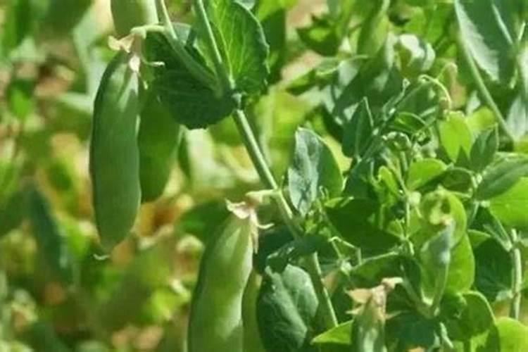 豌豆施什么肥好