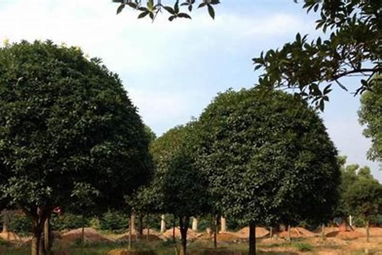 桂花树如何施肥