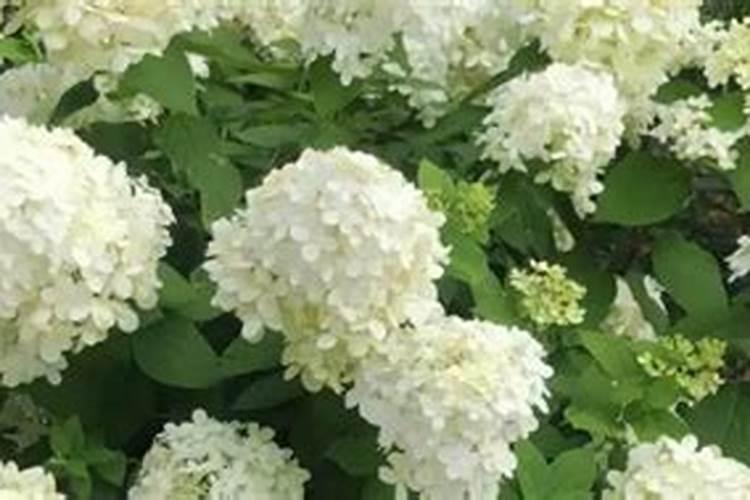 冬枣种植一亩利润是多少钱？