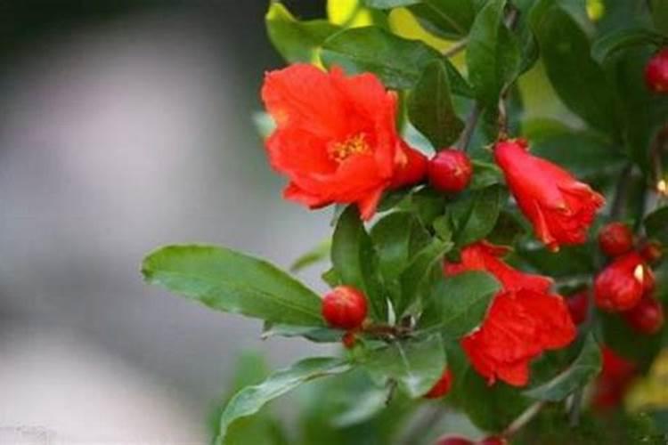 什么盆栽喜欢氮肥