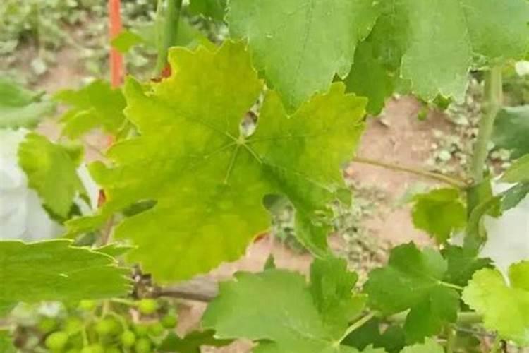 西瓜苗出现细菌性穿孔病用什么药