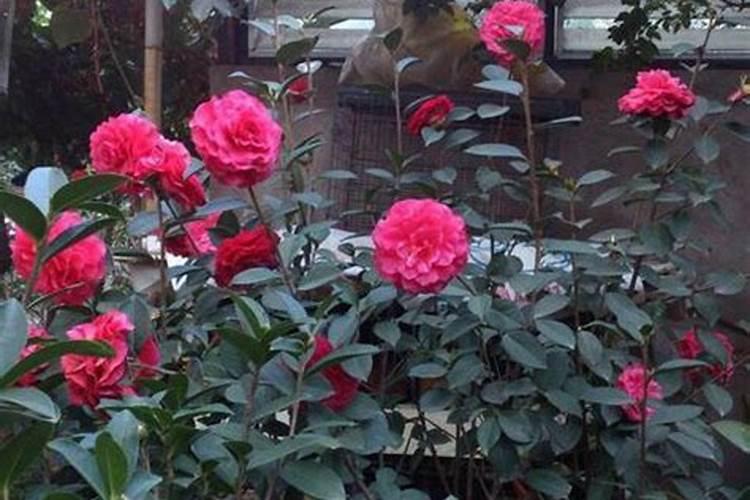 茶花如何进行繁殖和养护？