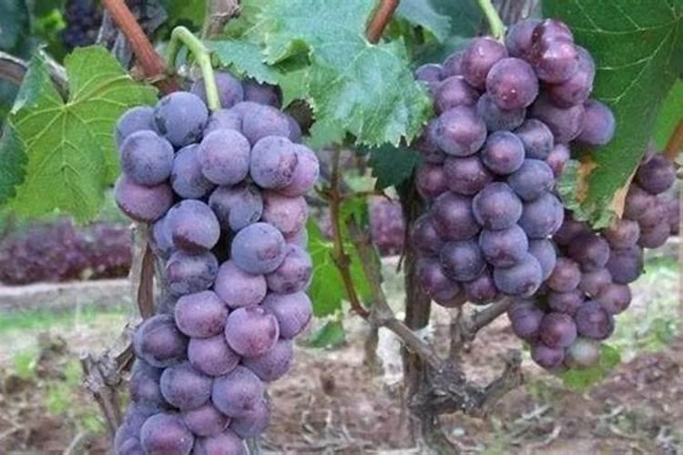 葡萄树怎么施肥