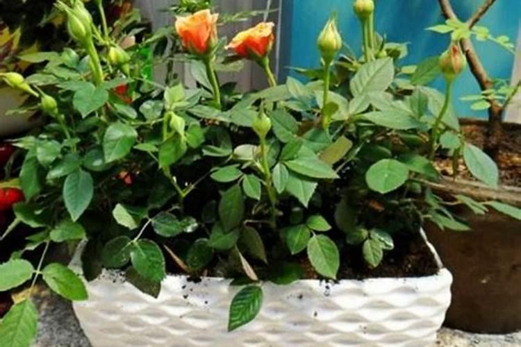 玉米如何施用硫酸锌肥料