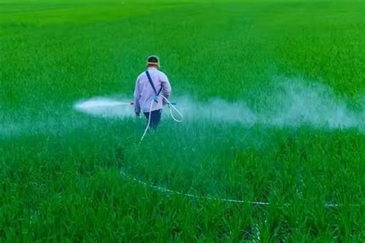 芸苔素内酯加磷酸二氢钾加胺鲜脂叶面喷施效果好？