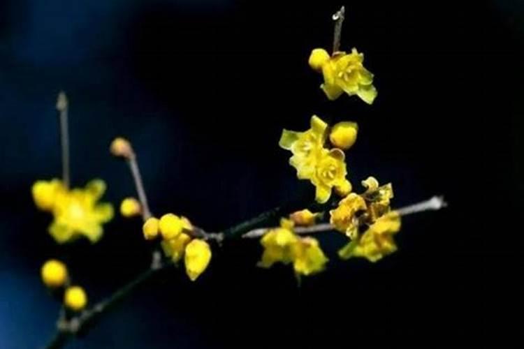 腊梅花枝怎么养