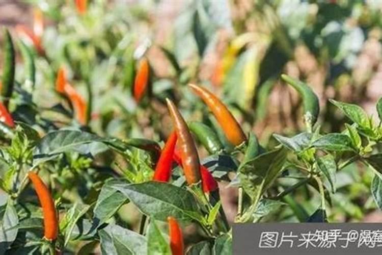 水溶肥一般几天见效