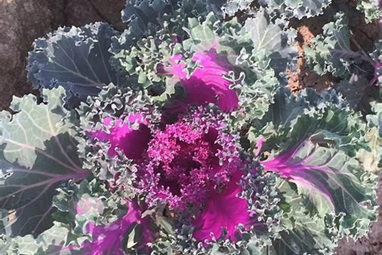 紫甘蓝紫甘蓝的养殖方法/紫甘蓝的养护知识