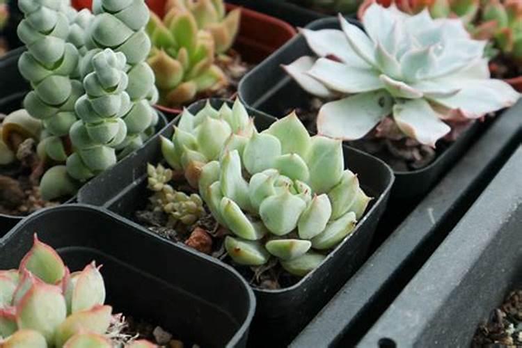 水溶肥如何给多肉施肥？