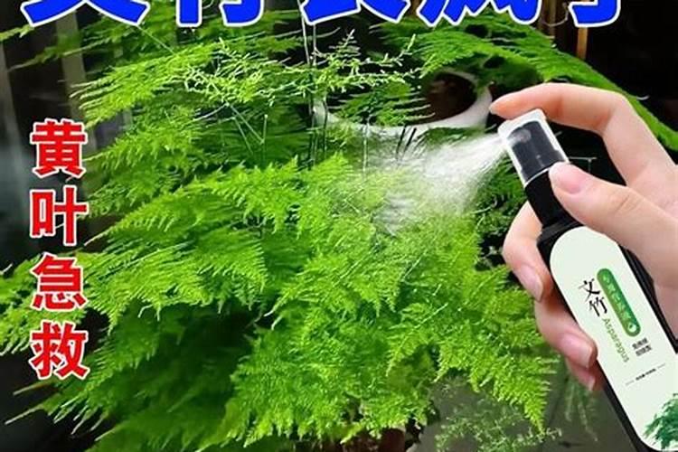 让黄叶的文竹恢复生机,秋季只需做四步,让它根系满盆冒新芽