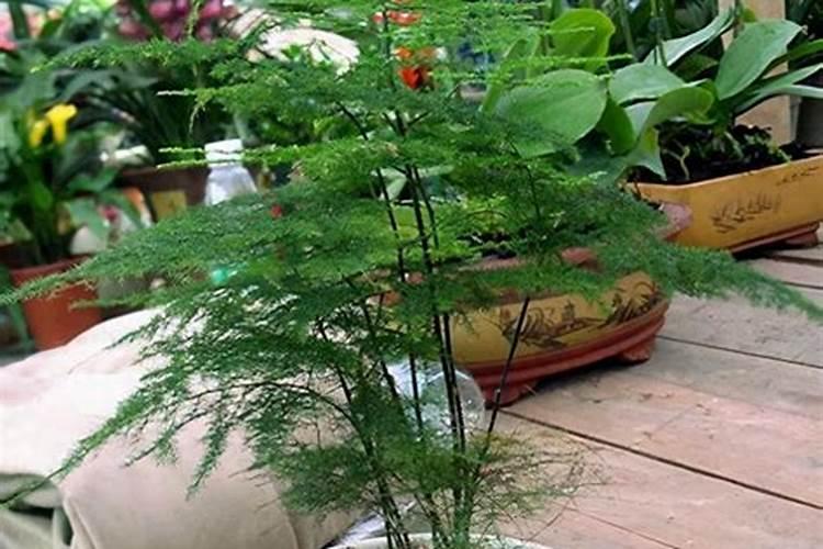 刚栽种的文竹如何养长新根快