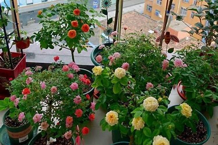 有哪些花能用氮肥