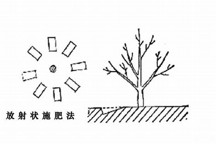 请问老师5年生的核桃树适合用什么配比的肥料