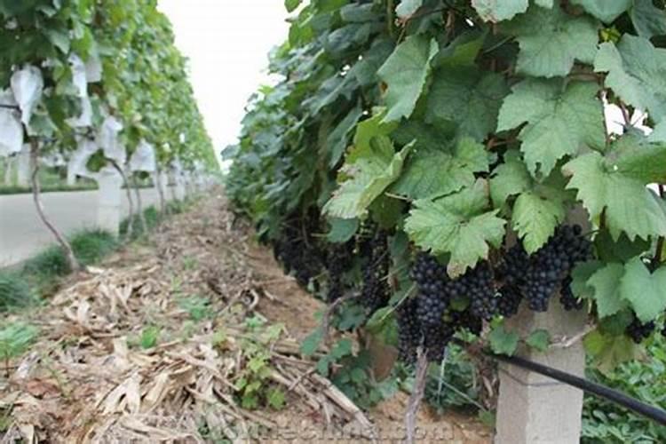 盆栽葡萄怎么浇水施肥