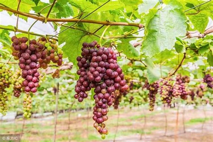 葡萄种植如何施肥才能产量高、品质好？
