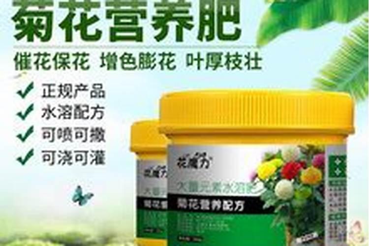 菊花怎么施肥 用什么肥料好