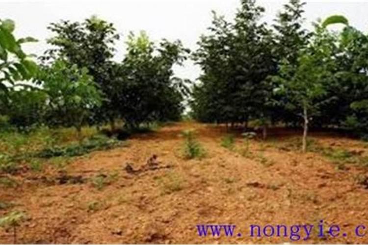 果树春季种植与施肥方法