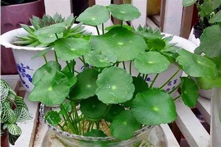 清洁鱼缸绿藻用什么方法效果最好？