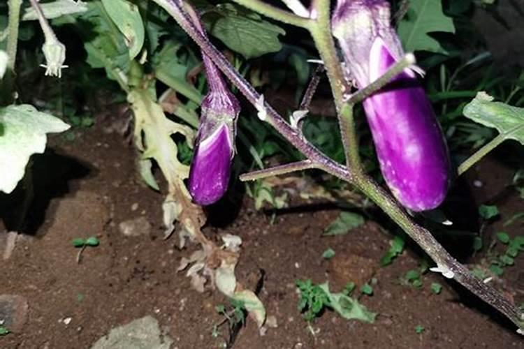 大棚茄子下雨天可以施肥吗