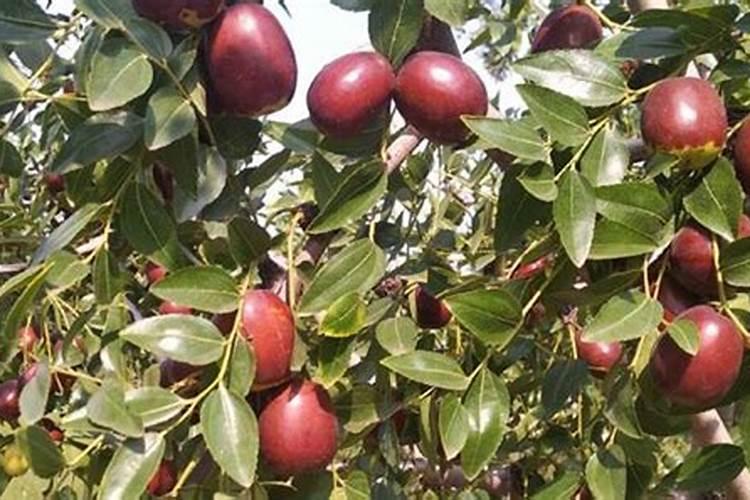 枣树不结枣是什么原因