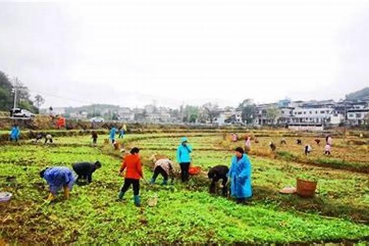油菜移栽后几天可施肥