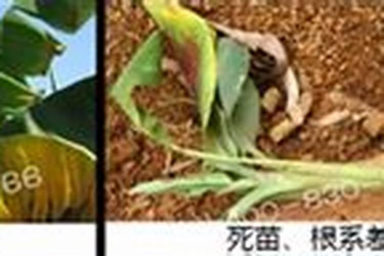 香蕉根系少用什么水溶肥好呢？