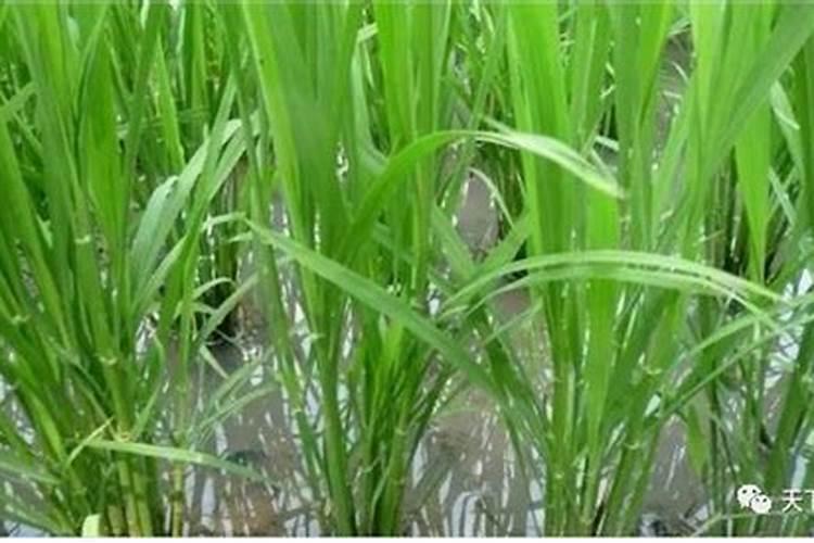 水稻什么时候用芸苔素好 使用方法及技巧