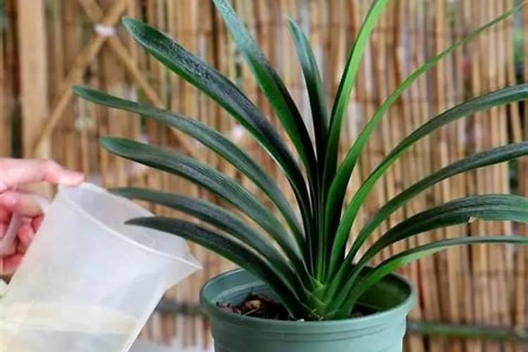 用尿素浇花的时候,一克尿素要兑多少水？