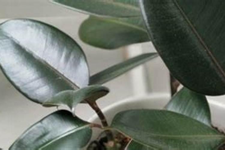 橡皮树施什么肥最好