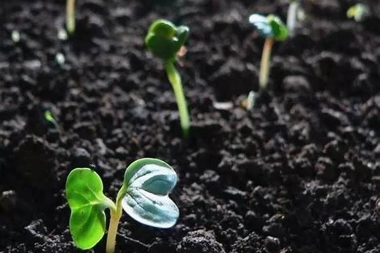 大量磷肥烧根吗,磷肥怎样使用才是正确的