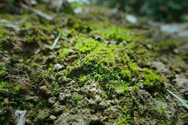 腐殖酸钠能杀青苔吗