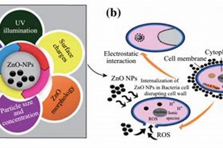 玉米锌肥叶面喷施用量