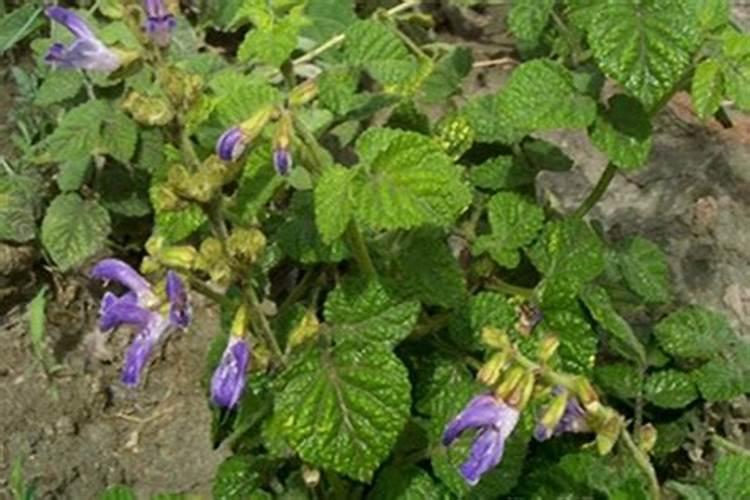 硅肥是一种新型肥料吗硅肥是酸性还是碱性？