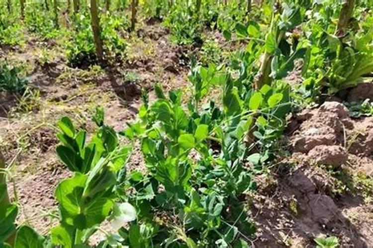 豌豆施什么肥好