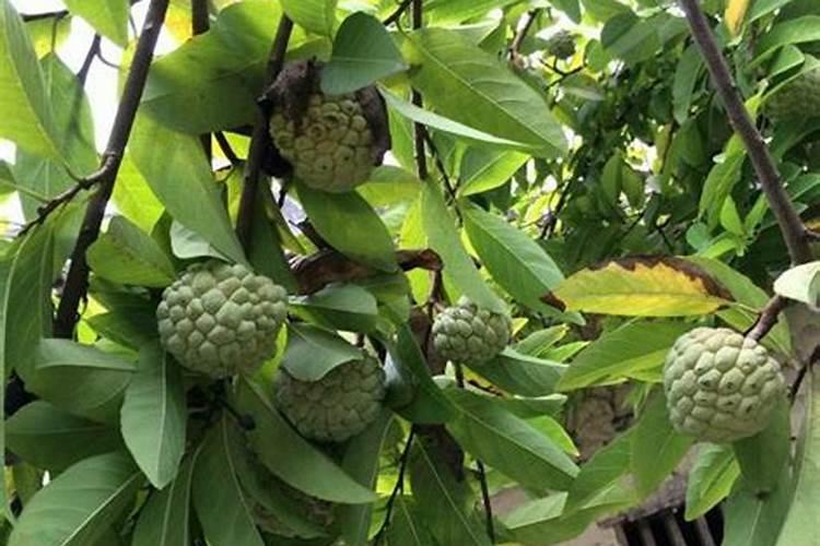 释迦果放什么肥长叶子快