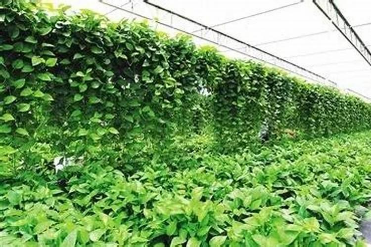 绿萝叶面施肥用什么