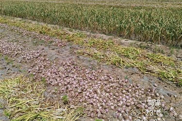 大蒜一亩地上多少肥料为合适