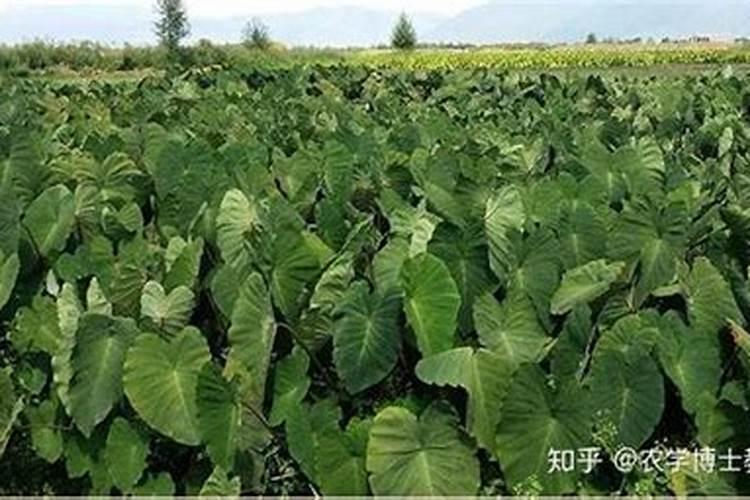 中量元素肥料有哪几种