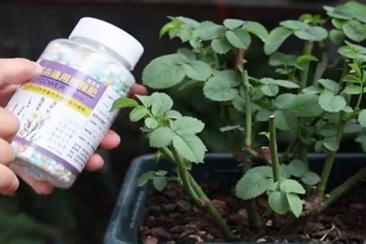 月季花施什么肥料好