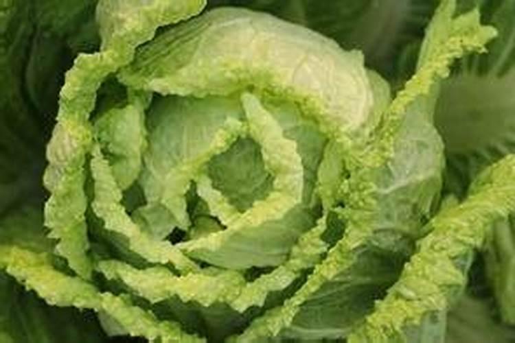 白菜的营养成分有哪些？