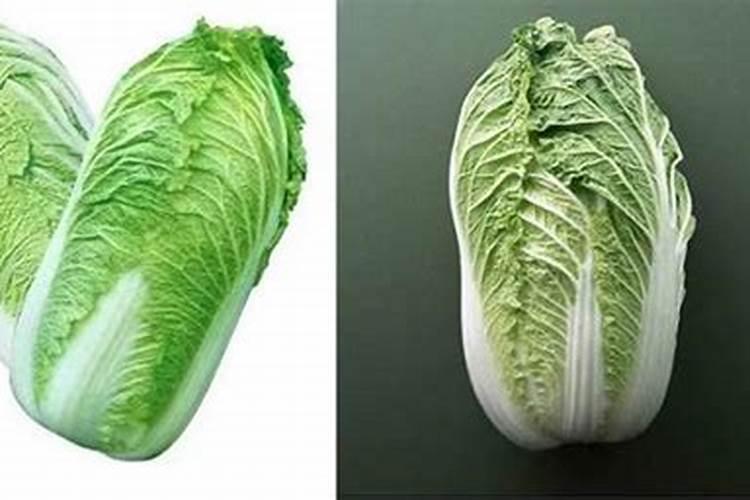 大白菜中有什么营养