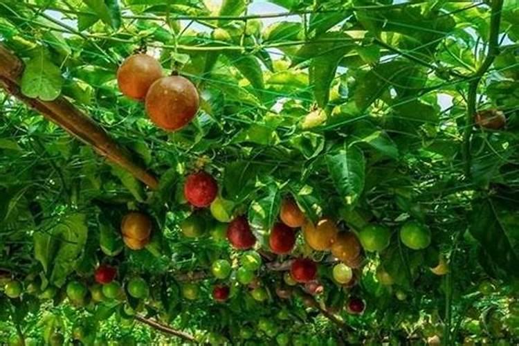 百香果浇什么肥料,怎么给百香果施肥