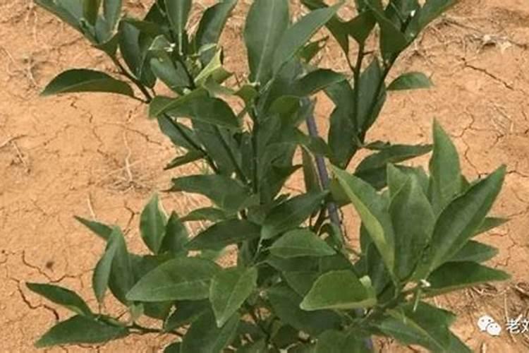 柑橘树冬天施肥有用吗