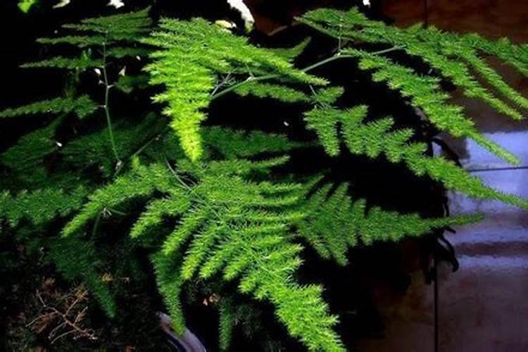 文竹施什么肥长得好