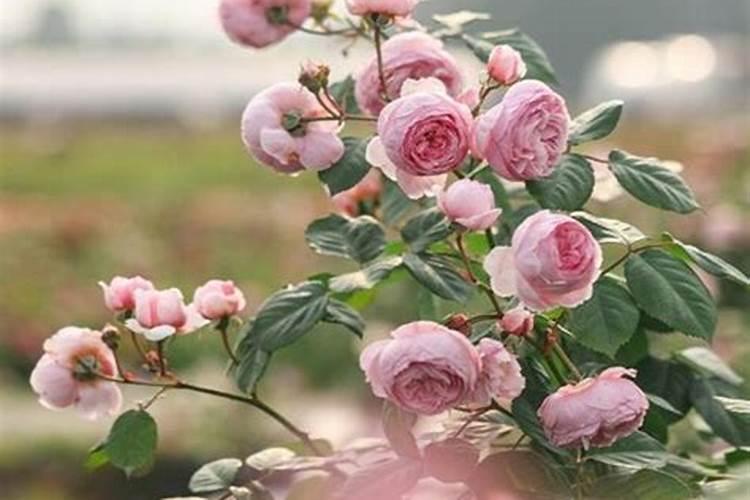 月季花的施肥方法及使什么肥