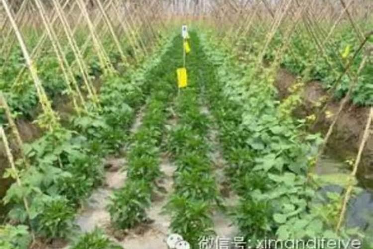 西葫芦银叶病打啥药