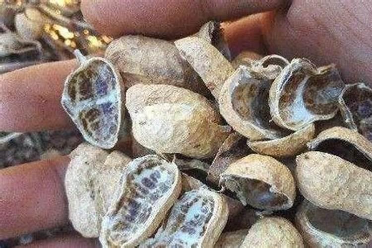 花生壳瓜子壳能给玉树施肥吗？
