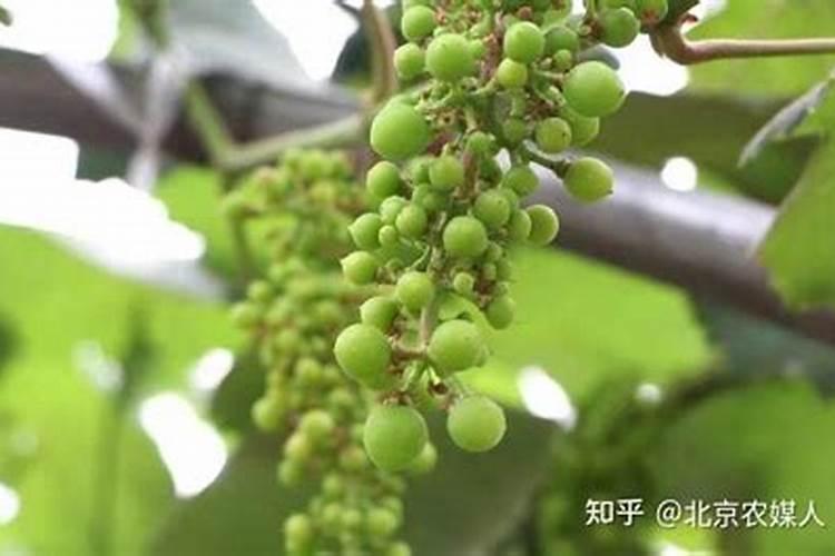 罗布泊全水溶硫酸钾可以用在蔬菜水果上哪？