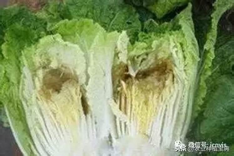 大白菜烧心和烂根是怎么回事 怎样防治